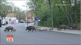 Wildschweine entern die Hauptstadt Berlin [upl. by Dimitry645]