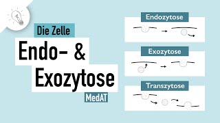 Stofftransport Teil II Endozytose amp Exozytose  MedAT  Biologie [upl. by Nattirb391]