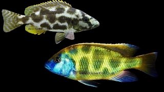 Livingstoni and Venustus cichlids  Tropical freshwater fish for sale [upl. by Edora934]