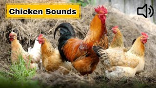 Chicken Sounds  Rooster and Hen Sound  Hen Video [upl. by Three570]