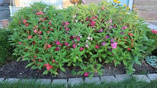 Impatiens balsamina  Garden Balsam Rose Balsam Touchmenot Spotted snapweed [upl. by Sherj267]