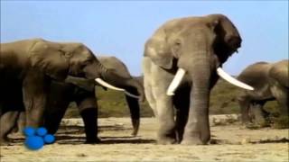 African Elephants  the Biggest Animal in Africa  part 1 [upl. by Leunad]