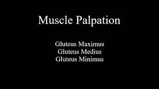 Muscle Palpation  Gluteal Group Gluteus Maximus  Gluteus Medius  Gluteus Minimus ASMR [upl. by Westbrooke194]