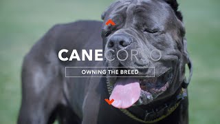 OWNING A CANE CORSO THE ULTIMATE CANINE PROTECTOR [upl. by Rhine]