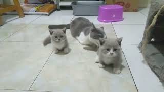 Anabul Lucu Anak Kucing BSH Munchkin Bicolor [upl. by Aihsram]