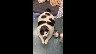 Overweight cat goes viral after getting adopted [upl. by Assirral]