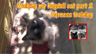 Walking my Ragdoll cat part 2  Harness training catlover catwalk harness [upl. by Ytisahcal990]