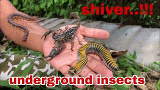 Hunt and collect millipedes pill millipedes centipedes scorpions and snails [upl. by Klayman261]