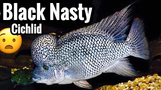 Black Nasty Cichlid Care  Aggression [upl. by Dalohcin]