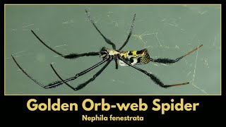 Beautiful GOLDEN ORBWEB SPIDER female Nephila fenestrata [upl. by Ecila]