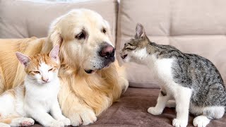 Golden Retriever and Funniest Cats Youve Ever Seen [upl. by Niki]