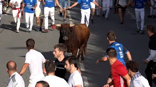 Encierro Tafalla 17082024  Ganadería RETA Casta Navarra  Fiestas de Tafalla [upl. by Stanford]