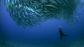 Barracudas in Maratua Island [upl. by Aisac]