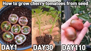 흑방울토마토 씨앗부터 수확까지ㅣHow to grow cherry tomatoes from seed [upl. by Mannuela895]