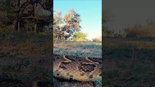 Angry Puff ADDER [upl. by Dauf]