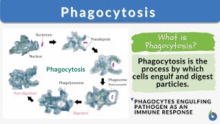 Animated Phagocytosis process how Macrophages kills Pathogens 3D animations [upl. by Treiber]