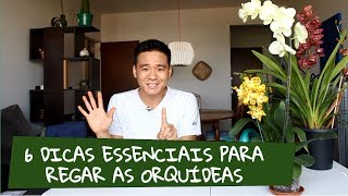 6 Dicas para regar as orquídeas [upl. by Ingalls390]