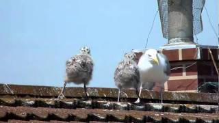 The first few weeks in the life of an Herring Gull [upl. by Meave]