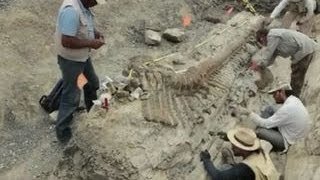 Archaeology dig reveals preserved dinosaur [upl. by Barra]