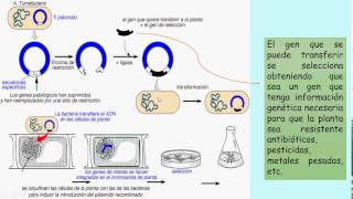 Transgenesis mediante Agrobacterium tumefaciens en plantas [upl. by Griz]