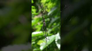 Ventral side view of a golden orb weaver spider that is resting on its web spider spiderweb [upl. by Ycam]