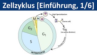 Zellzyklus  Zellteilung Cytokinese  Einführung 16  Biologie Cytologie Oberstufe [upl. by Zaller]