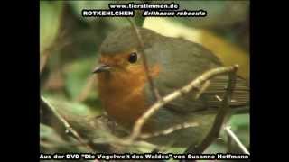 Das Rotkehlchen im Wald  Erithacus rubecula [upl. by Nylave]