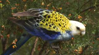 Palefaced Rosella eating Yellow Pea Bush flowers [upl. by Audwen]