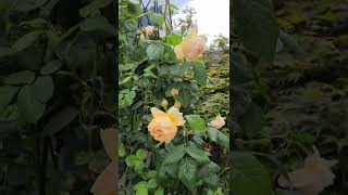 David Austin Wollerton Old Hall climbing rose in a pot with an obelisk for 5 years [upl. by Ettennan977]