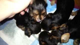 Adorable Yorkshire Terrier Puppies  From Birth to 10 Weeks Old [upl. by Kcitrap]