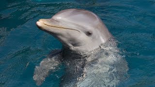 Diver Notices A Dolphin Begging Him For Help And Knows Just What To Do [upl. by Kcaj]