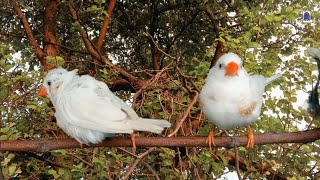 Angery Birds White Finches [upl. by Padgett416]