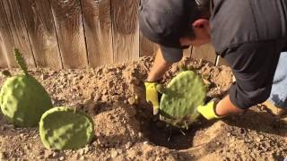 One month update of planting opuntia cactus pads aka nopal or prickly pear cactus [upl. by Lantz744]