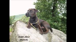 Patterdale Terrier Murphy [upl. by Refinneg]