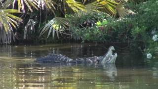 Crocodiles mating [upl. by Lobiv]