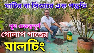 সবচেয়ে গুরুত্বপূর্ণ বিষয় গোলাপ গাছের মালচিং পদ্ধতি হাতেকলমে দেখাল মিলন দা  Rose plant care [upl. by Prevot797]