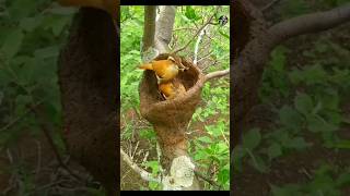 এই পাখি মাটি দিয়ে বাসা বানায়  Ovenbird Nest Bangla shorts animals [upl. by Ymer]