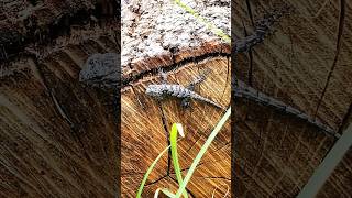 3 new eastern fence lizards  Sceloporus undulatus lizard ecology [upl. by Donovan]