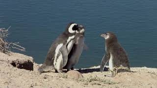 Magellanic Penguins Without Narration [upl. by Diehl]