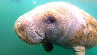 We Swam with 100 Manatees [upl. by Rodmann]