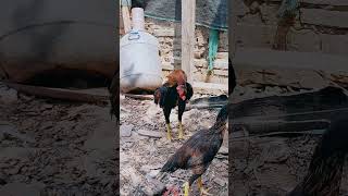 Rooster Collection roostercollection ayam roosterandhen chickenfarm [upl. by Ynnob681]