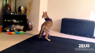 Serval Cat Plays Fetch [upl. by Aneris267]