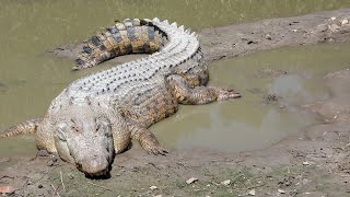 Crocodile Attack boy in water  Crocodile attack human  Crocodile attack stories [upl. by Manaker]