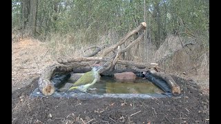 Dzięcioł zielony Picus viridis w kąpieli Somogy Węgry 07092024 [upl. by Southard]