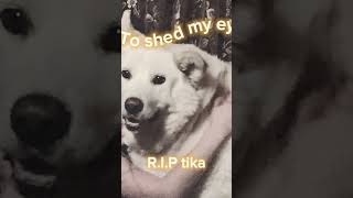 RIP tika dog sad cute [upl. by Suidualc886]