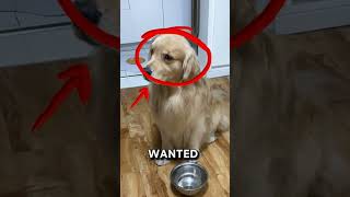 GOLDEN RETRIEVERS ARENT LOVED ANYMORE！catshorts cats funnypet cuteanimal [upl. by Kraska]