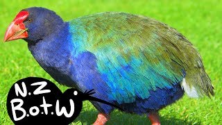 Takahe  New Zealand Bird of the Week [upl. by Larrabee]