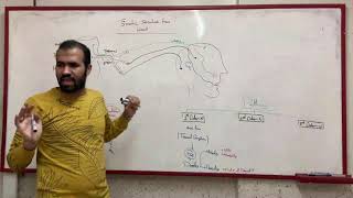 Trigeminal Nerve  Somatic sensations from Head [upl. by Amehr]