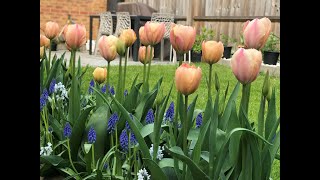 Tulip  Salmon Van Eijk in full bloom  Spring 2019 [upl. by Trebleda]