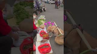 dog listens to the stall owner’s recommendation to buy persimmons狗狗聽攤主推薦買柿子 [upl. by Anitnoc816]